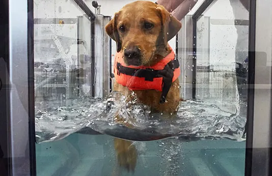 Hidroterápia kutyáknak: alapok és előnyök