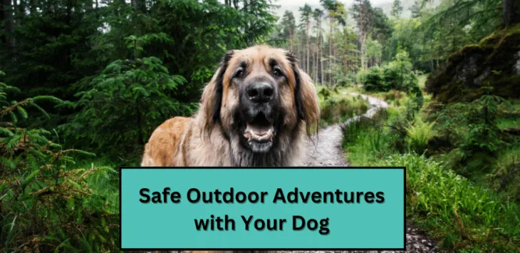 Aventuras seguras ao ar livre com seu cachorro