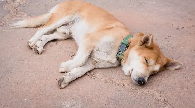 Hydroksyzyna dla psów