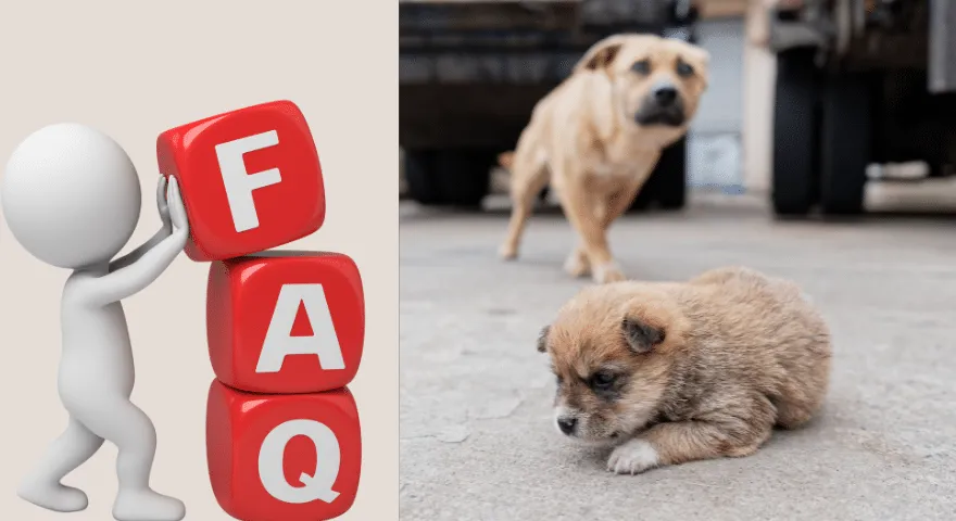 Często zadawane pytania dotyczące działania Hydroksyzyny u psów