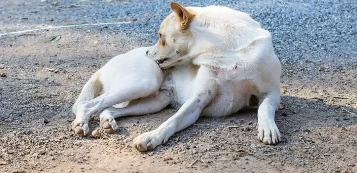 Hydroksyzyna dla psów: zrozumienie jej zastosowań