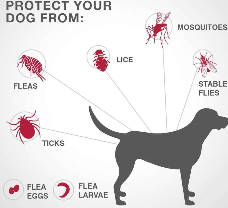 Τοπική θεραπεία ψύλλων και κροτώνων για σκύλους