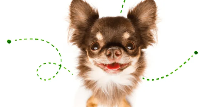 Σκύλος που ενεργεί παράξενα μετά το Advantix