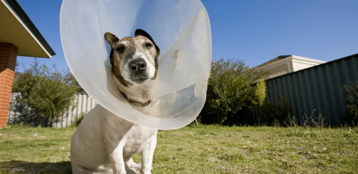 Wann sollte man dem Hund nach der Kastration die Kondome abnehmen?