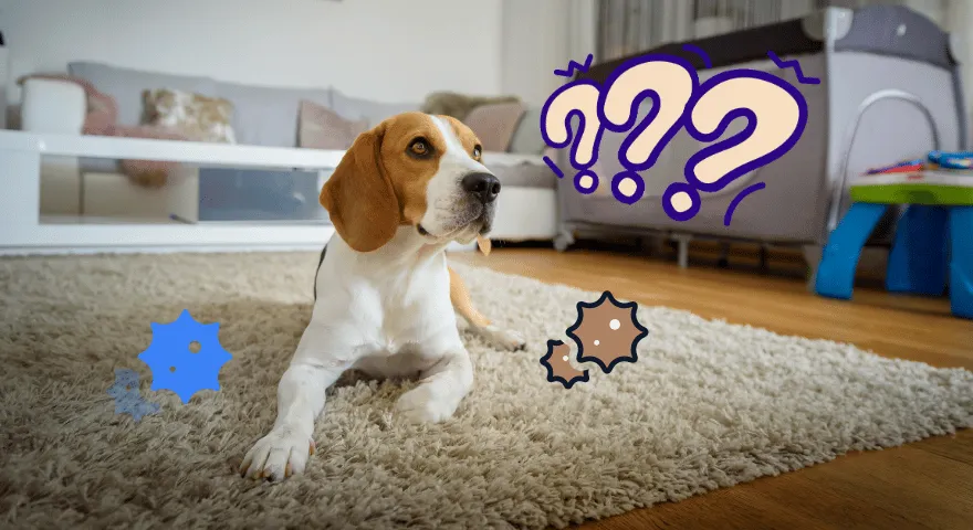 내 개가 밤에 설사를 하는 이유