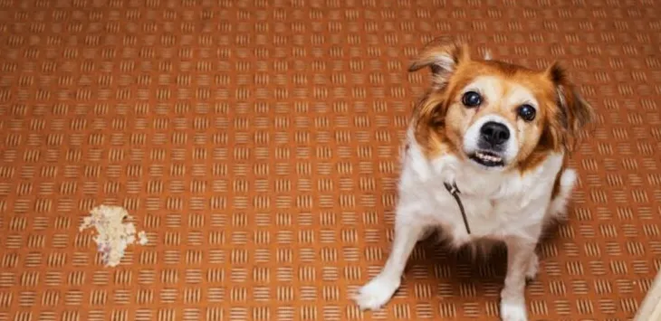 내 개가 밤에 설사를 하는 이유는 무엇입니까?