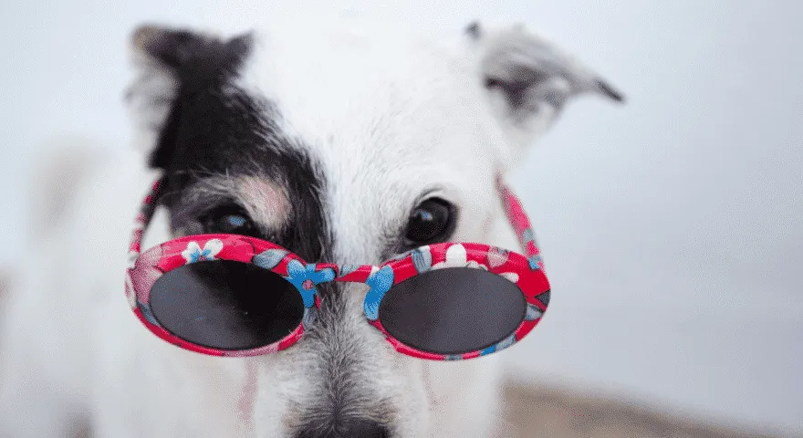 забавни кучешки слънчеви очила