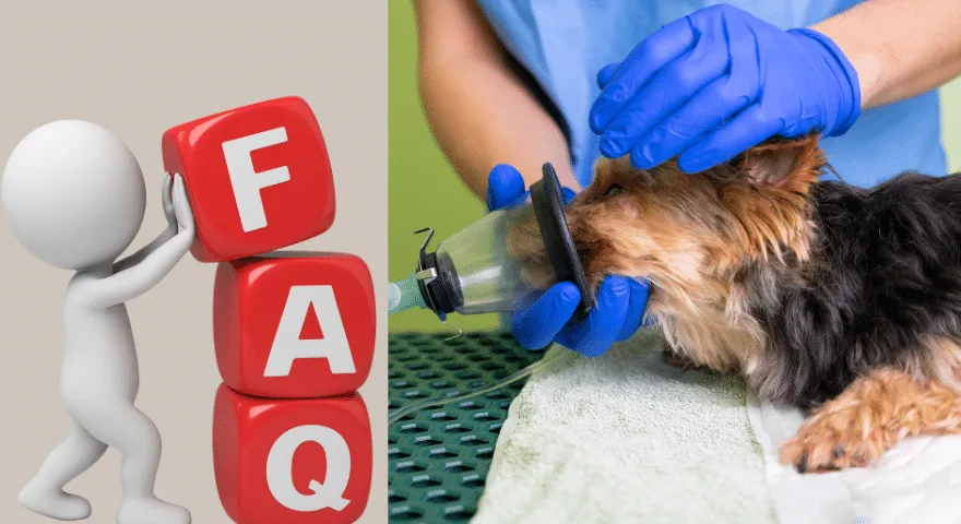 кучето ми се държи странно след упойка