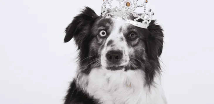 Kāpēc mans suns pēc anestēzijas uzvedas dīvaini