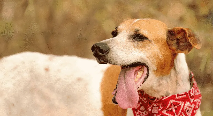 Meu cachorro respira muito rápido