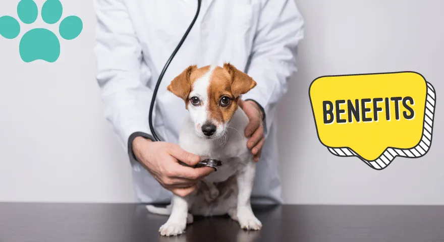 Vorteile regelmäßiger Tierarztbesuche