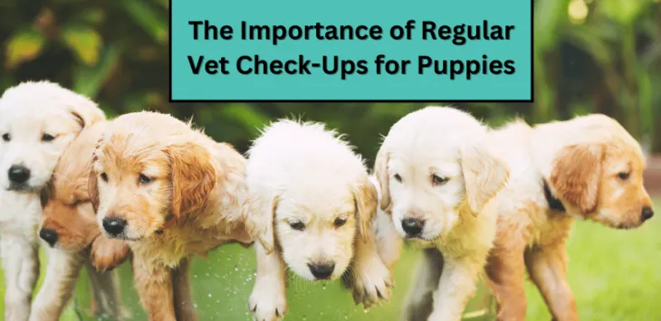 Die Bedeutung regelmäßiger Tierarztuntersuchungen für Welpen