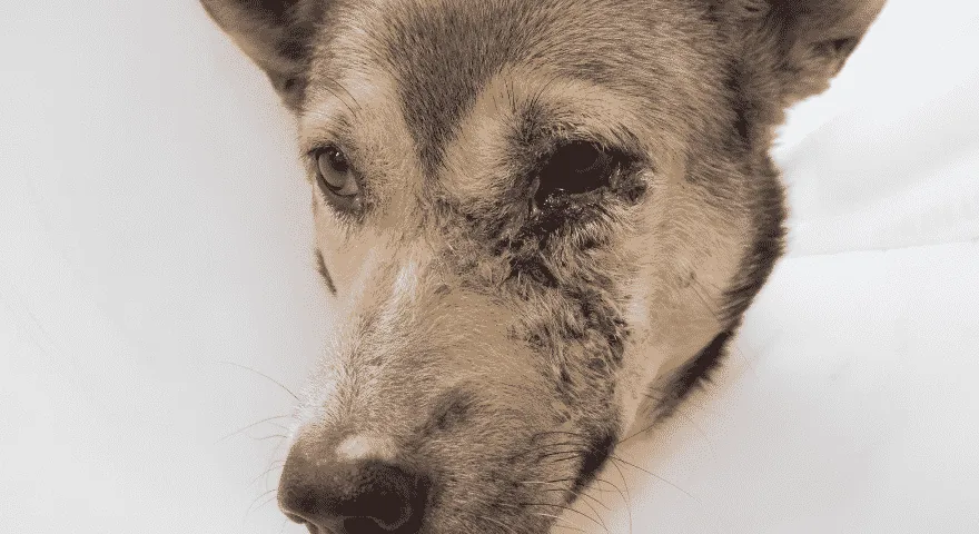 Ból psa jest nadal obecny