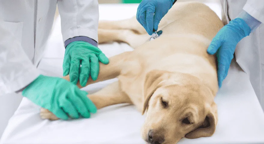 weterynarz chory na psa' title='Co powinienem zrobić, gdy pies wymiotuje na żółto