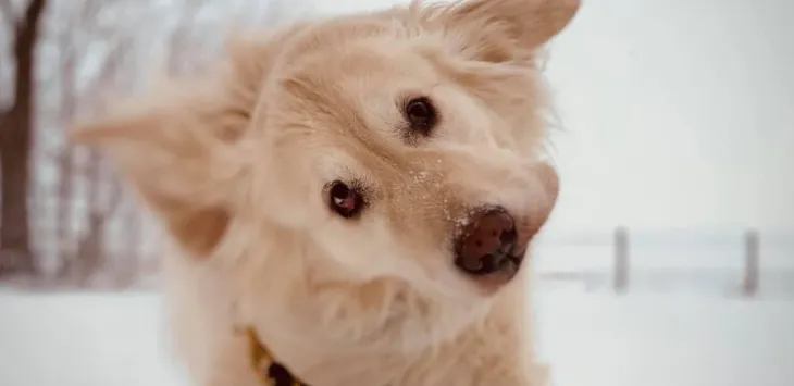 개도 뇌가 얼어붙을 수 있나요?