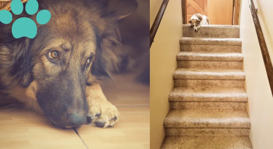 hund indendørs træningsmuligheder