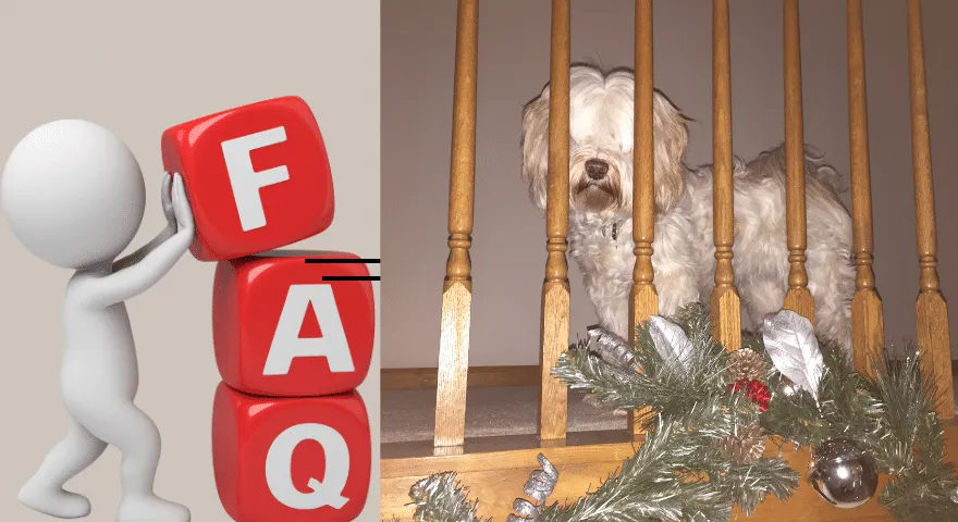 Kreative måder at motionere din hund på Indendørs ofte stillede spørgsmål