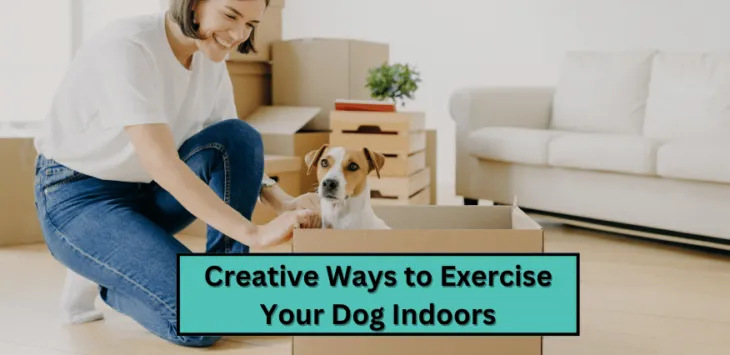 Kreative måder at træne din hund på indendørs