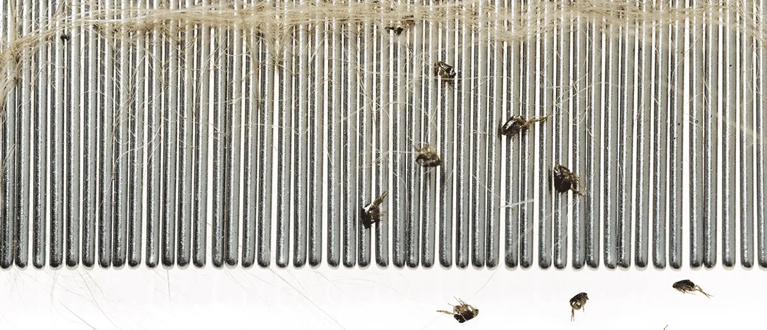 как изглеждат кучешките бълхи