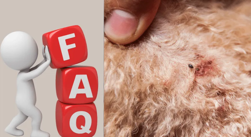 Как изглеждат кучешките бълхи