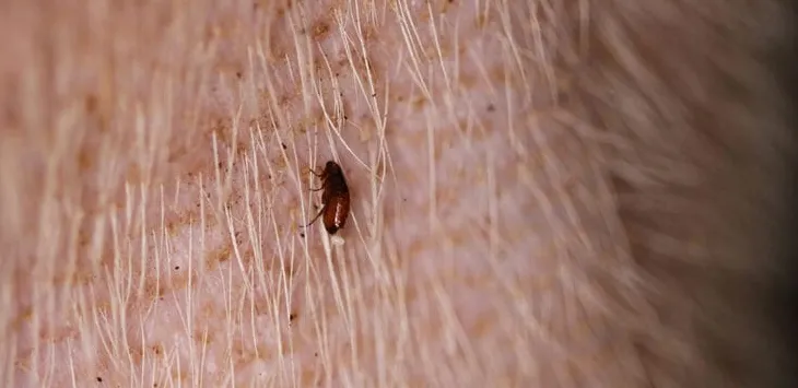 Как изглеждат кучешките бълхи в нашите очи