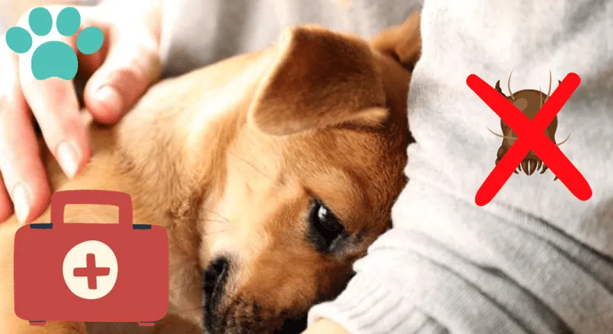 Jak mogę zapobiec zakażeniu psa roztoczami uszu?' title='Roztocze uszu psa: jak wyglądają