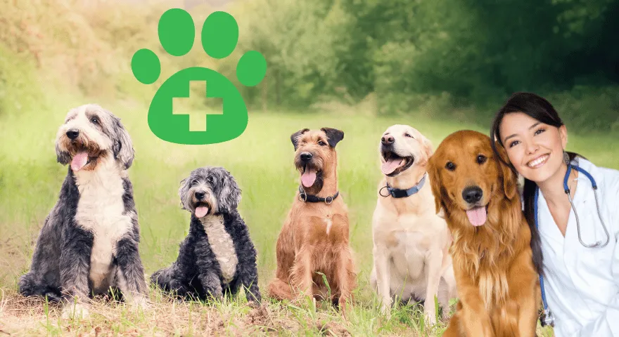 Jak często odciągać gruczoły psa