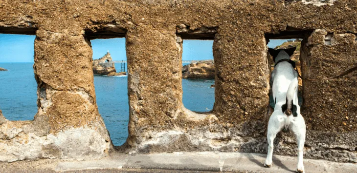 Ako často vyjadrovať psie žľazy