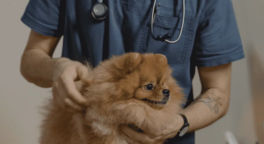 куче посещение ветеринар промяна поведение