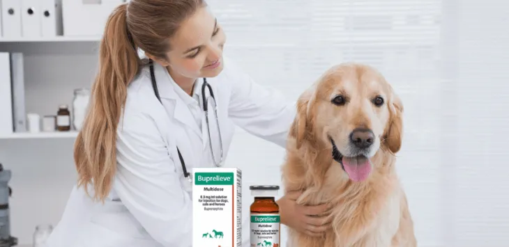 Куче с бупренорфин се държи странно