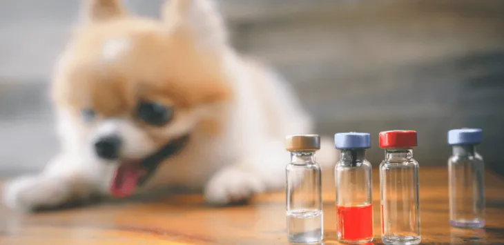 Mój pies dziwnie się zachowuje po zastrzyku przeciwko wściekliźnie