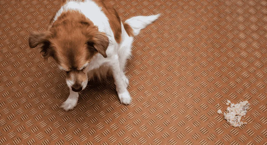 kiedy powinieneś się martwić i pomóc swojemu zwierzakowi