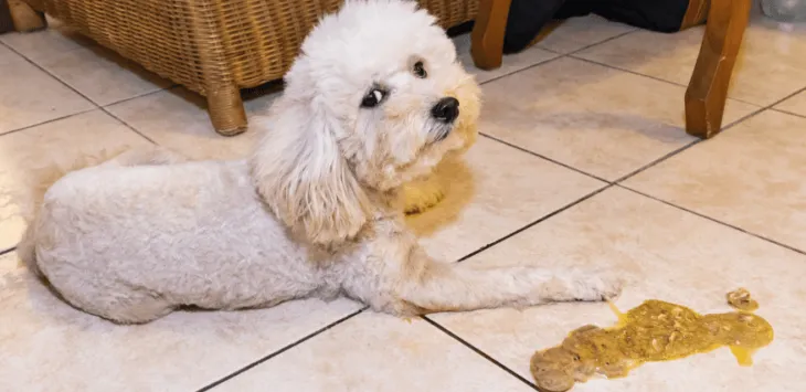 Pies wymiotuje, ale zachowuje się normalnie