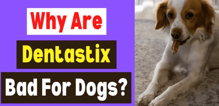 Proč jsou Dentastix špatné pro psy?