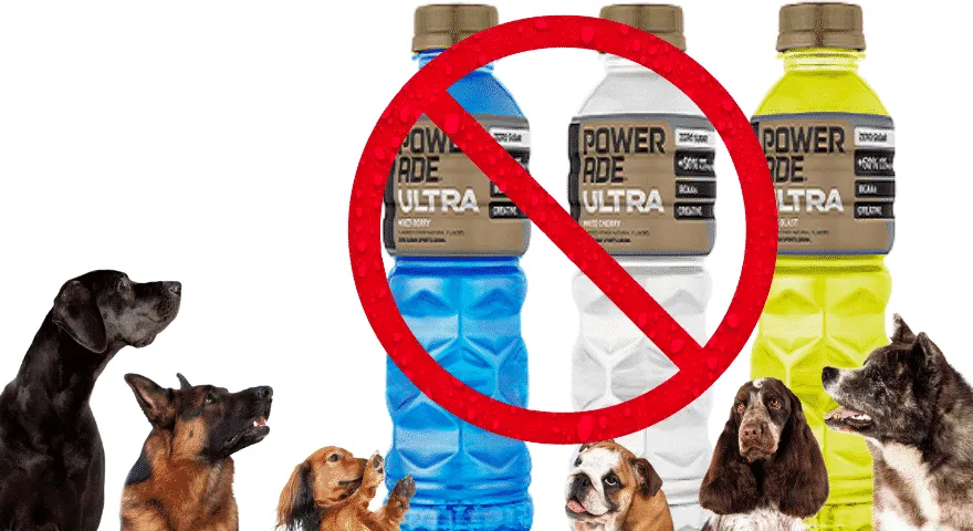 Miksi koirien tulisi välttää Poweradea