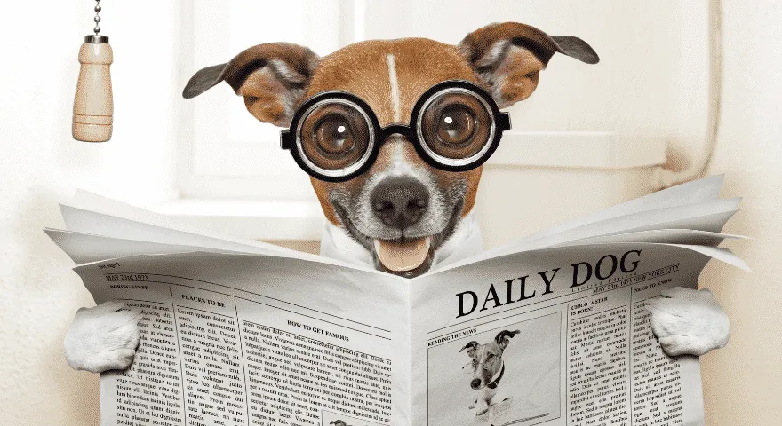 Causas de la diarrea de los cachorros