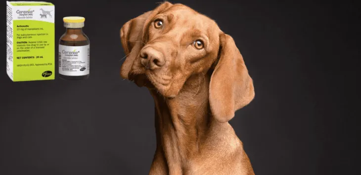 Kā Cerēnija nogalina suni