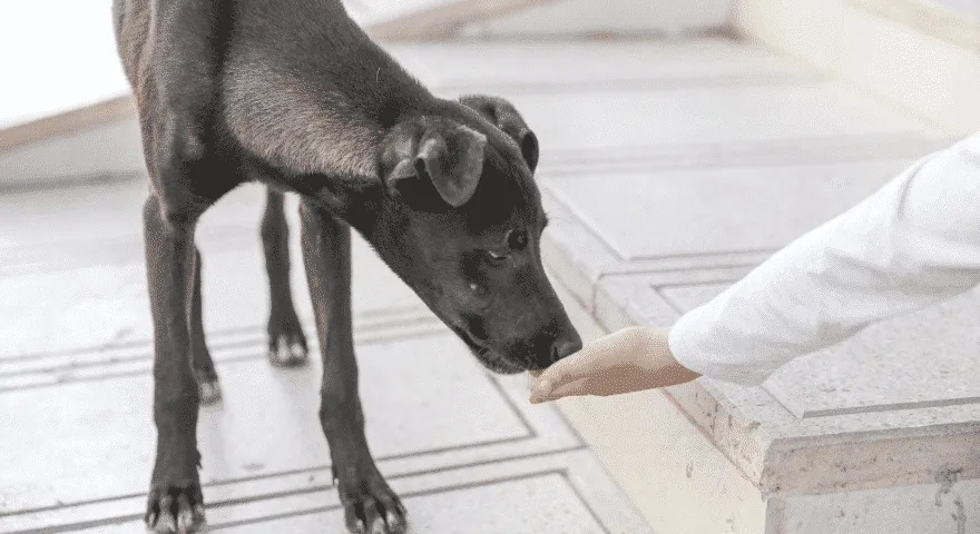 Co się stanie, jeśli pies nie będzie jadł przez 3 dni