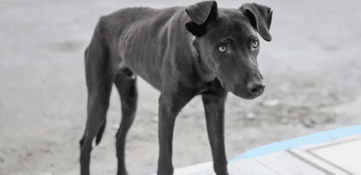 Какво се случва, ако кучето не яде в продължение на 3 дни