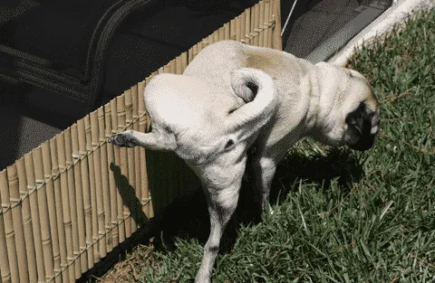 Dlaczego mój pies tak dużo sika?' title='Dlaczego mój pies tak dużo sika?