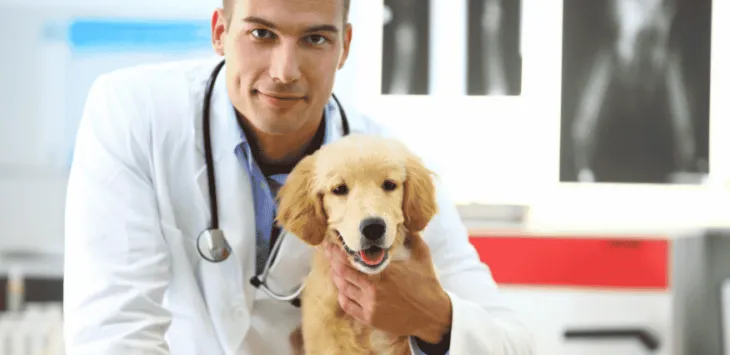 Os cães podem beber água antes da cirurgia