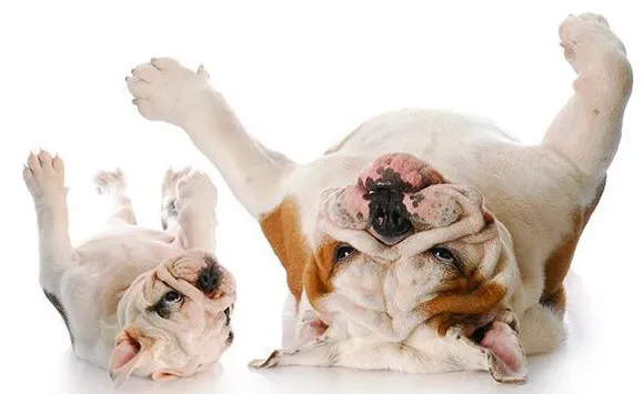 Żołądek psa wydaje dźwięki: dlaczego tak się dzieje?