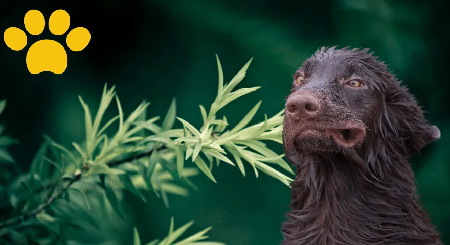 Olejek z drzewa herbacianego bezpieczny dla psów