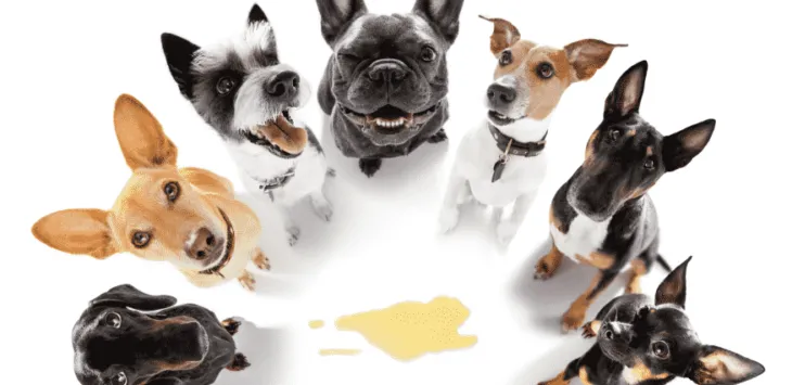 Hund hat orangefarbenen Durchfall, verhält sich aber normal