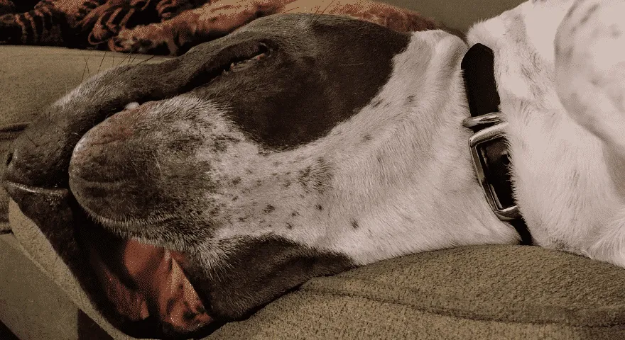 Typowe problemy zdrowotne związane z podbródkami