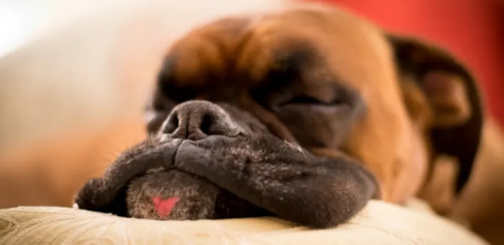 Una mandíbula de gos hi és per una raó