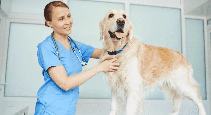 hondenverzorging na sterilisatie