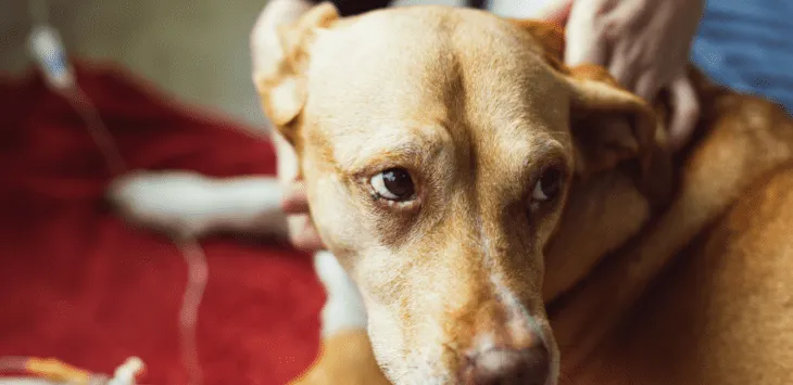 Hoe lang zal mijn hond pijn hebben na de sterilisatie?