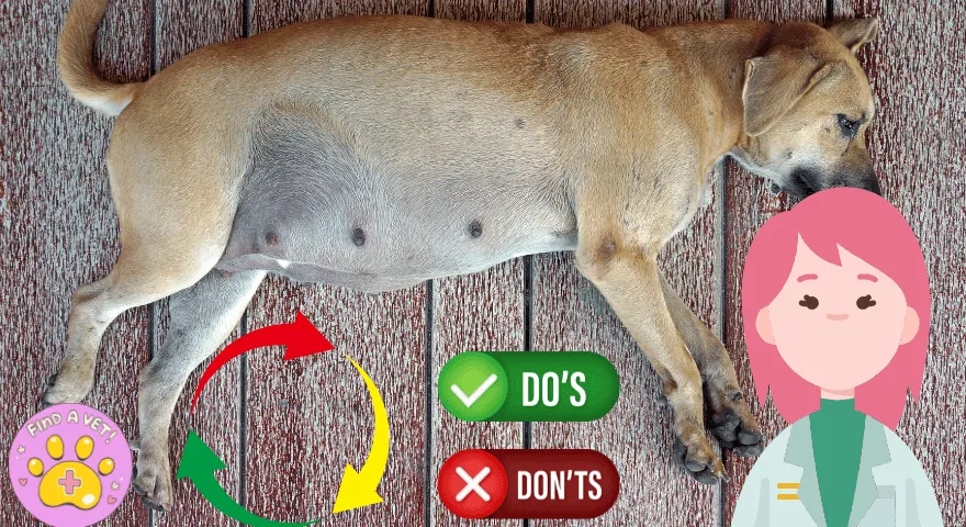 Czy mój pies jest w ciąży