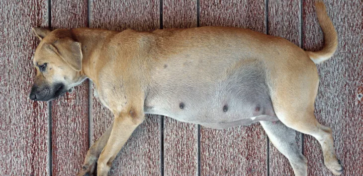 ¿Mi perra está embarazada?